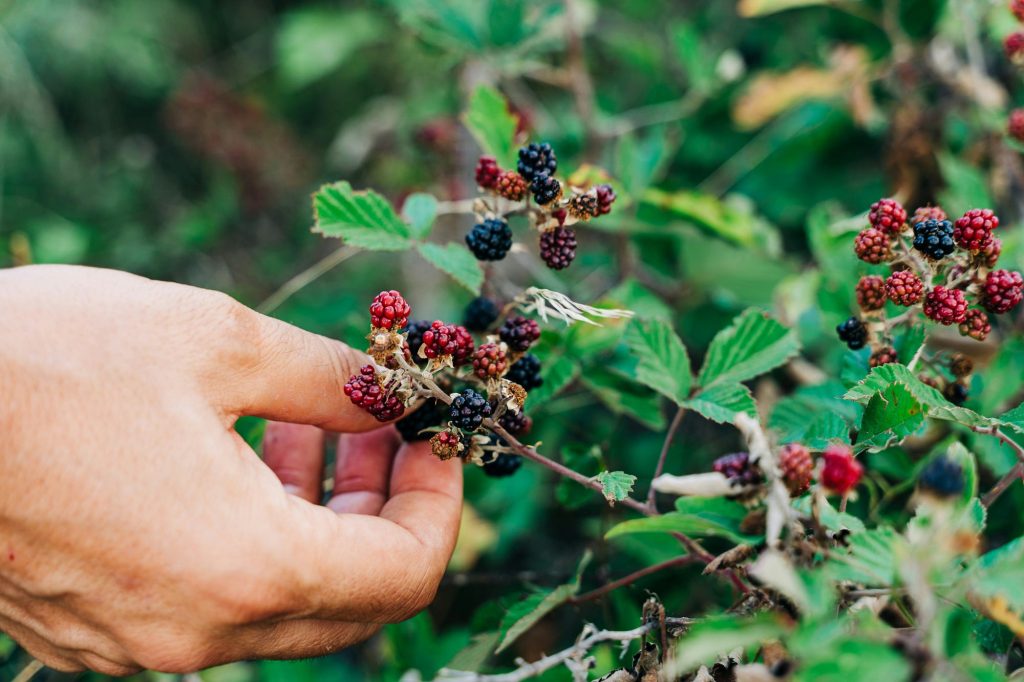 Edible Wild Plants, Nature’s Hidden Survival Pantry