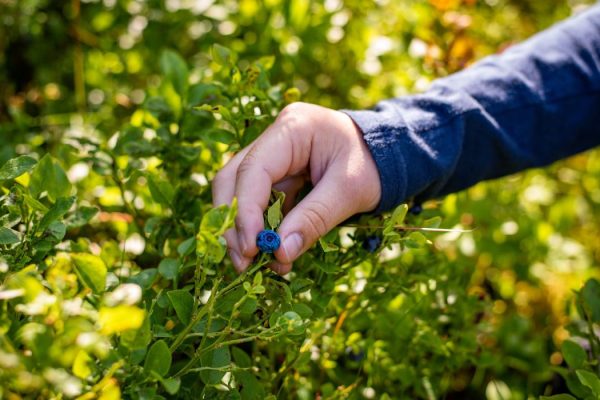 Mastering the Art of Foraging, A Modern Survivalist’s Guide