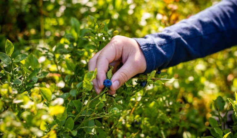 Mastering the Art of Foraging, A Modern Survivalist’s Guide