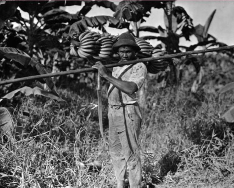 The 1928 Banana Massacre: When “White Gold” Met State Violence
